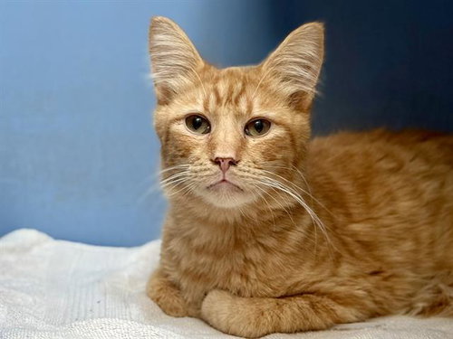 ALADDIN, Adult Domestic Medium Hair (medium coat), cat for adoption in San Bruno, California