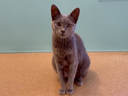 JASMINE, Adult Domestic Short Hair (medium coat), cat for adoption in San Bruno, California