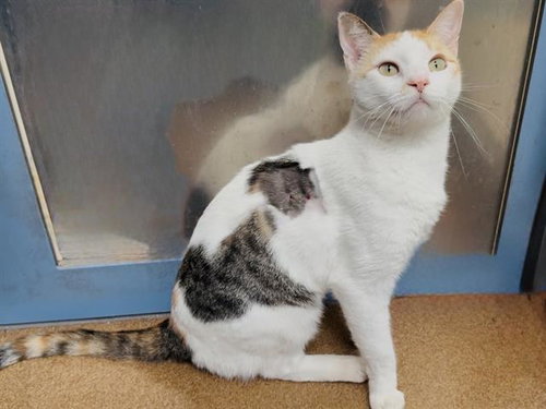 WHEATIES, Adult Domestic Short Hair (medium coat), cat for adoption in Concord, California