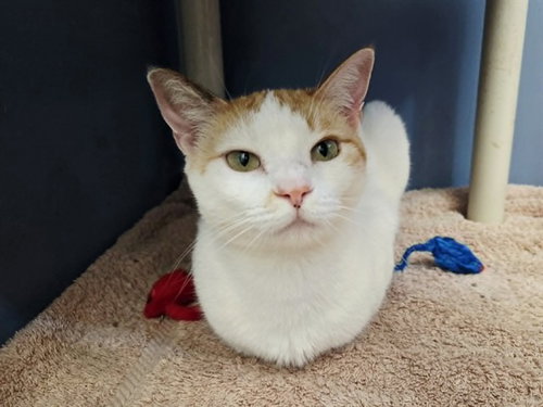 WHEATIES, Adult Domestic Short Hair (medium coat), cat for adoption in San Bruno, California