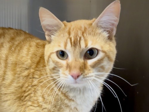 TURNER, Adult Domestic Short Hair (medium coat), cat for adoption in Pittsburg, California