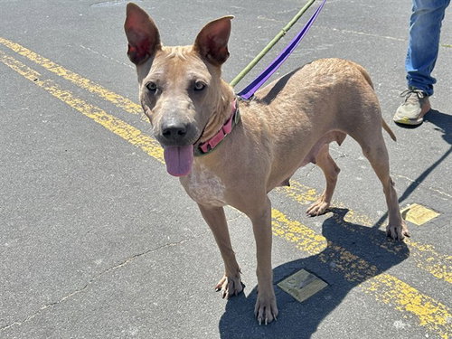 ADELE, an adoptable Pit Bull Terrier in Martinez, CA