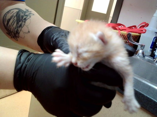 OPIE
