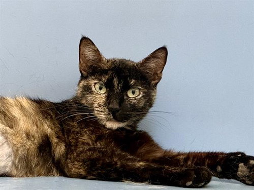 S'MORES, Young Domestic Short Hair (medium coat), cat for adoption in San Bruno, California