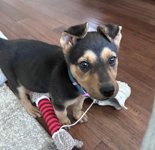 PENNY