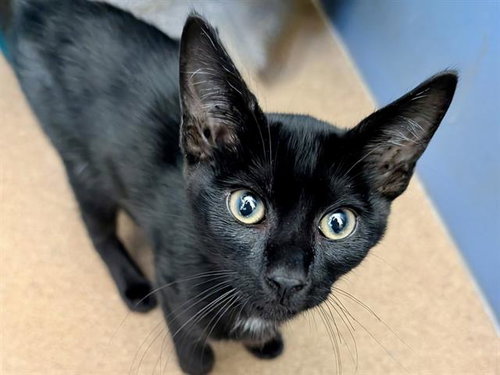 ZEPHYR, Baby Domestic Short Hair (medium coat), cat for adoption in San Bruno, California