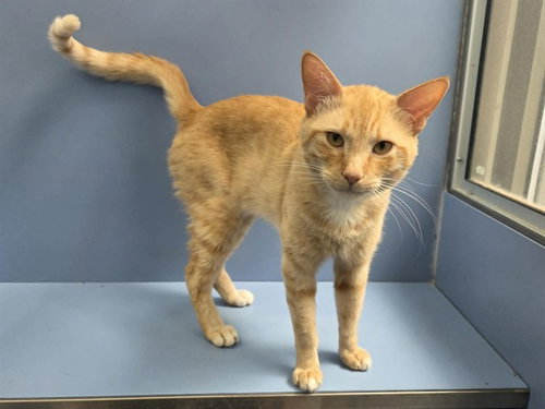 HOPSCOTCH, Adult Domestic Short Hair (medium coat), cat for adoption in Pittsburg, California