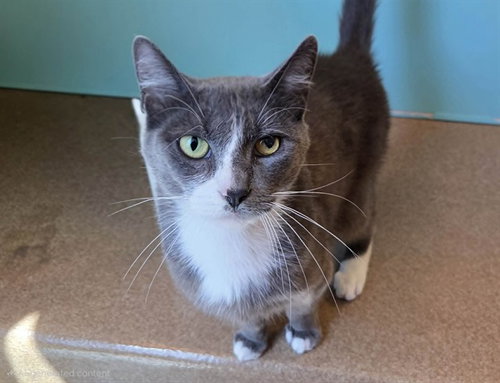 POSEY, Adult Domestic Short Hair (medium coat), cat for adoption in Martinez, California