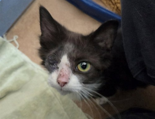 HYPATIA, Baby Domestic Short Hair (medium coat), cat for adoption in Vallejo, California