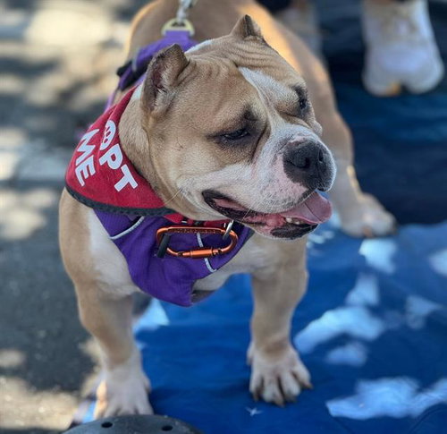 PIGLET, an adoptable Staffordshire Bull Terrier in Martinez, CA
