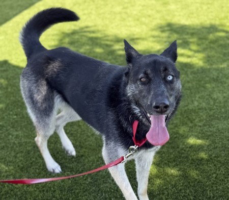 LILA, an adoptable German Shepherd Dog in Martinez, CA