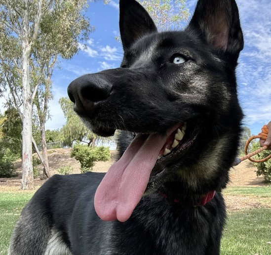 LILA