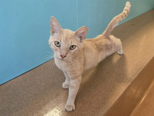 GRAHAM, Adult Domestic Short Hair (medium coat), cat for adoption in Martinez, California