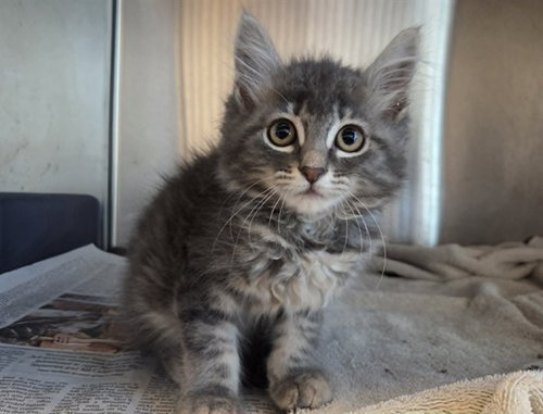 A1048839, an adoptable Domestic Medium Hair in Martinez, CA