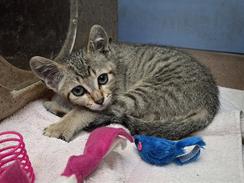 ALEX, Baby Domestic Short Hair (medium coat), cat for adoption in Pleasanton, California