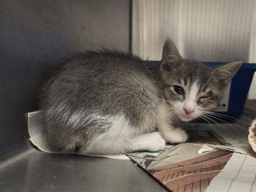 A1048938, Baby Domestic Short Hair (medium coat), cat for adoption in San Bruno, California