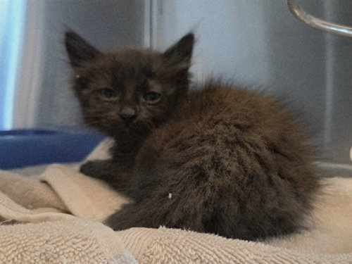 A1048946, Baby Domestic Short Hair (medium coat), cat for adoption in San Bruno, California