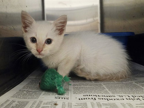 A1048967, Baby Siamese (medium coat), cat for adoption in Vallejo, California
