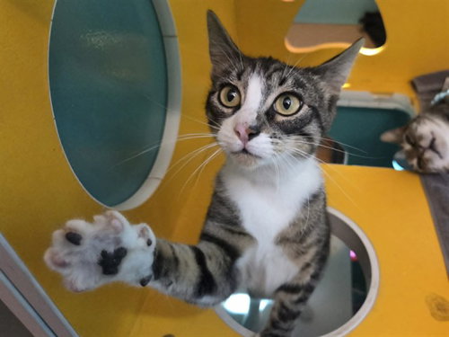 MILO, Young Domestic Short Hair (medium coat), cat for adoption in Vallejo, California
