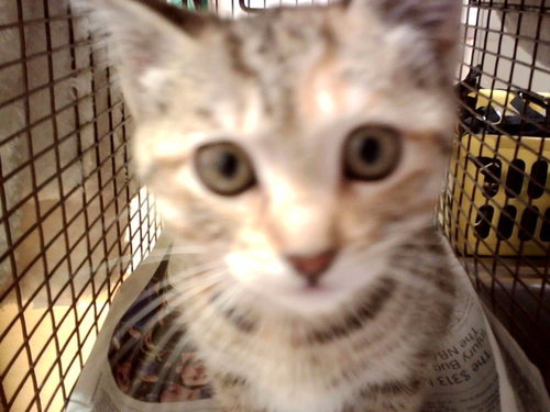 KITTY