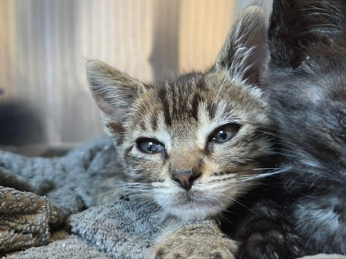 A1049166, an adoptable Domestic Short Hair in Martinez, CA