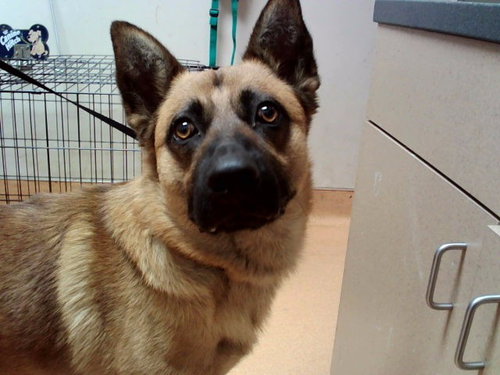 BRUNO