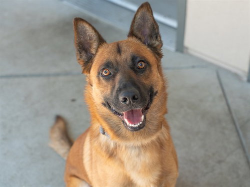 BRUNO, an adoptable German Shepherd Dog in Martinez, CA