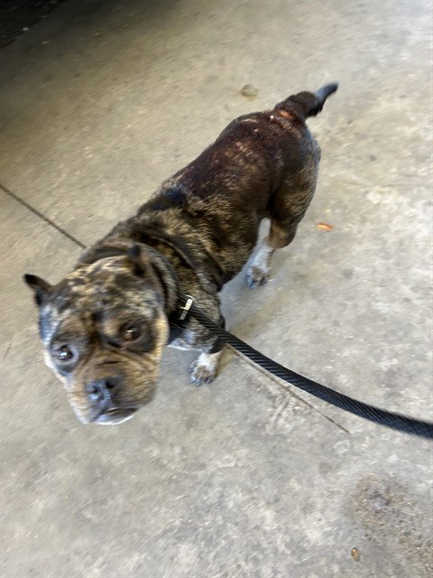 PEANUT