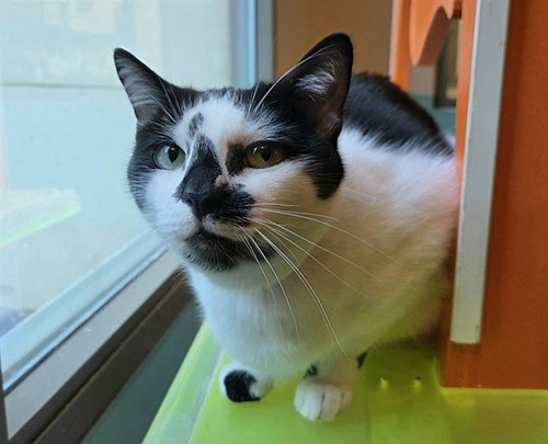 COSMO, Adult Domestic Short Hair (medium coat), cat for adoption in Oakley, California