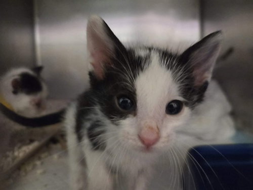 A1048900, Baby Domestic Short Hair (medium coat), cat for adoption in Oakley, California