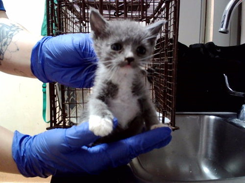 A1049319, Baby Domestic Short Hair (medium coat), cat for adoption in Oakley, California