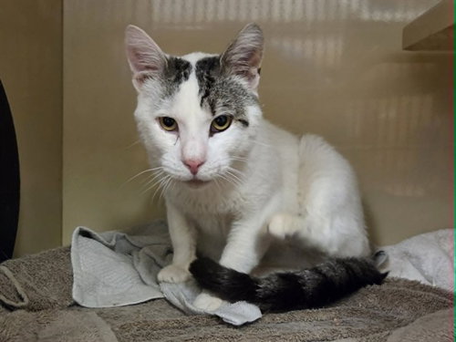 ALVIN, Senior Domestic Short Hair / Mixed (medium coat), cat for adoption in Oakley, California