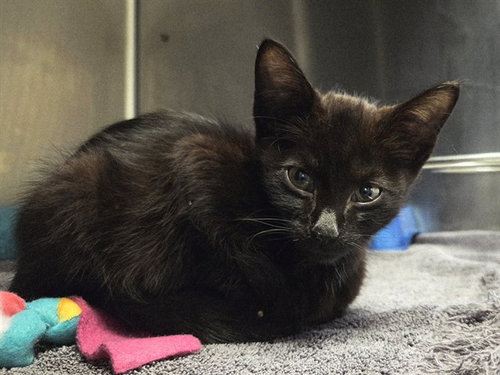 A1049095, Baby Domestic Short Hair (medium coat), cat for adoption in Hayward, California