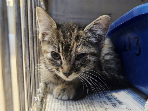 A1049196, Baby Domestic Short Hair (medium coat), cat for adoption in Hayward, California