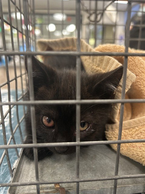 A1049227, Baby Domestic Short Hair (medium coat), cat for adoption in Hayward, California