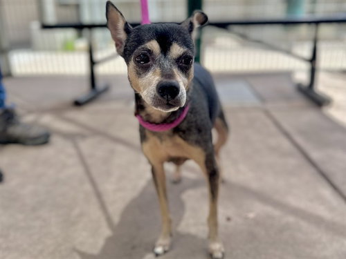 JAZZY, an adoptable Miniature Pinscher in Martinez, CA