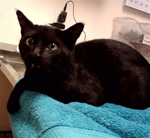 A1049222, Adult Domestic Short Hair (medium coat), cat for adoption in Hayward, California