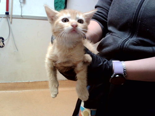 A1049325, Baby Domestic Short Hair (medium coat), cat for adoption in Pleasanton, California