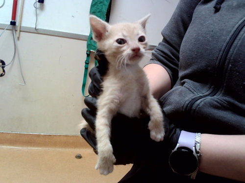 A1049326, Baby Domestic Short Hair (medium coat), cat for adoption in Pleasanton, California
