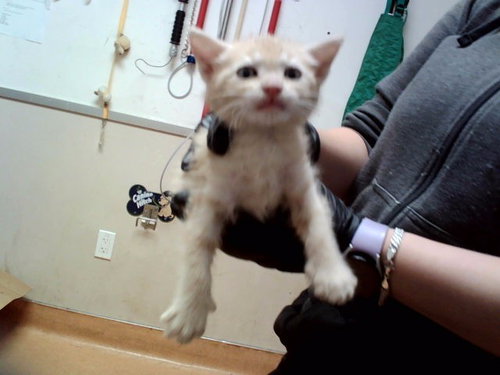 A1049327, Baby Domestic Short Hair (medium coat), cat for adoption in Pleasanton, California