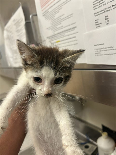 A1049353, Baby Domestic Short Hair (medium coat), cat for adoption in Pleasanton, California