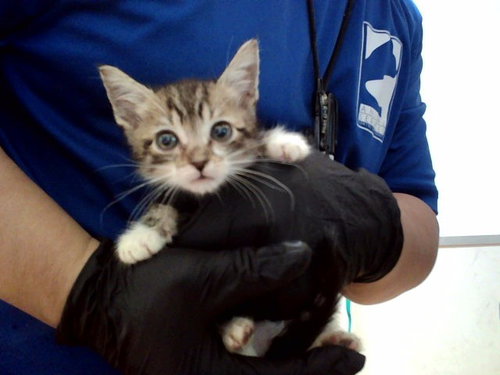 A1049374, Baby Domestic Short Hair (medium coat), cat for adoption in Pleasanton, California