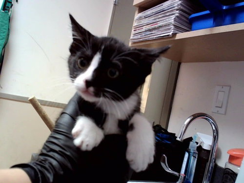 FIGARO, Baby Domestic Short Hair (medium coat), cat for adoption in Pleasanton, California
