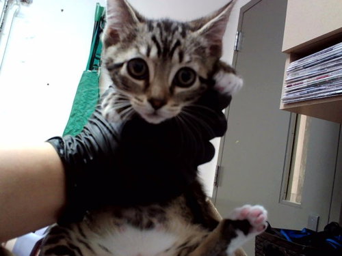 TIG, Baby Domestic Short Hair (medium coat), cat for adoption in Pleasanton, California