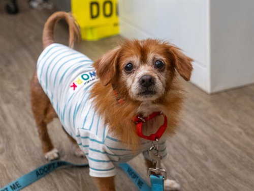 TWILIGHT, an adoptable Cavalier King Charles Spaniel in Martinez, CA