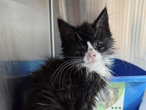 A1049273, an adoptable Domestic Long Hair in Martinez, CA