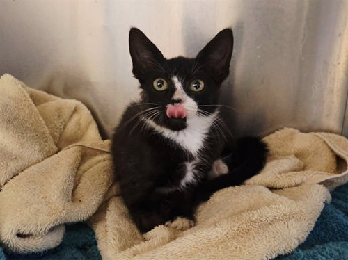 SWANSON, an adoptable Domestic Short Hair in Martinez, CA