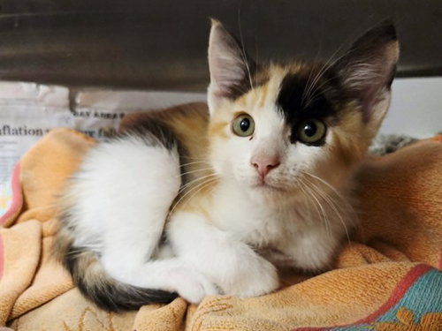 SUNSHINE, an adoptable Domestic Short Hair in Martinez, CA