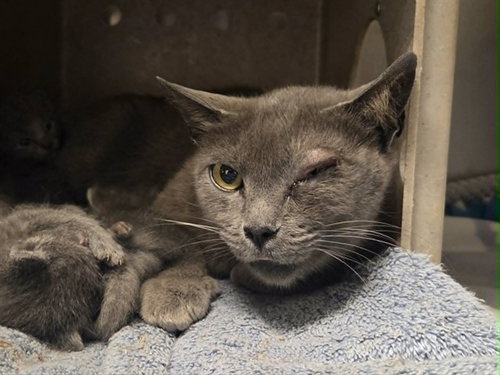 A1049357, an adoptable Domestic Short Hair in Martinez, CA