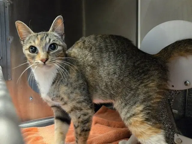 Unknown - Domestic Short Hair